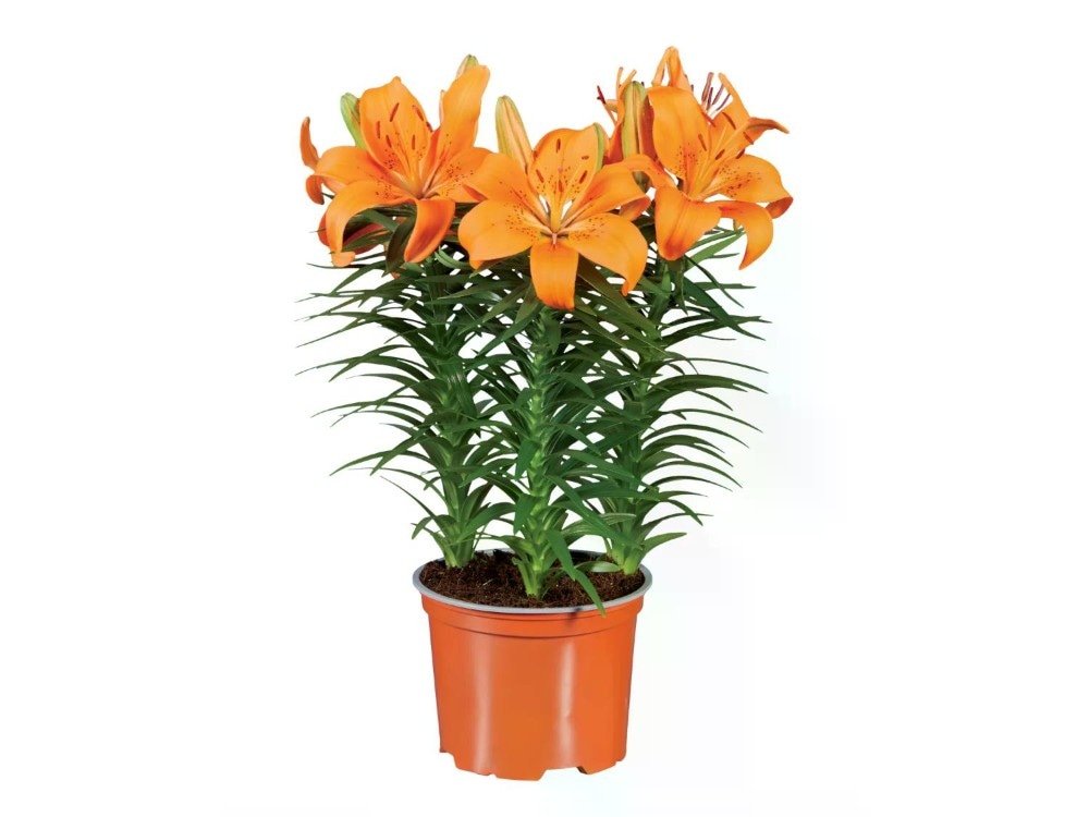 Lilium Vaso Ø 17 cm, Altezza 40-50 cm in offerta da Lidl