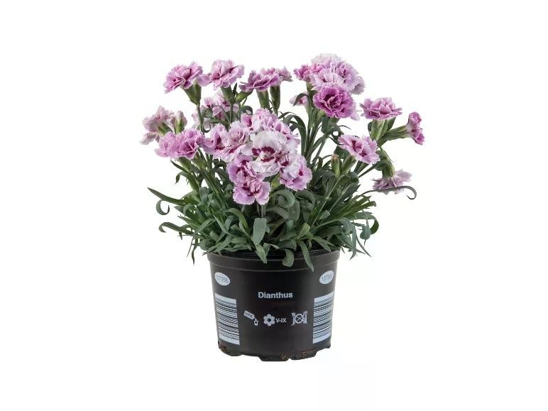 Dianthus Adorables Vaso Ø 12 cm, Altezza 20-26 cm in offerta da Lidl