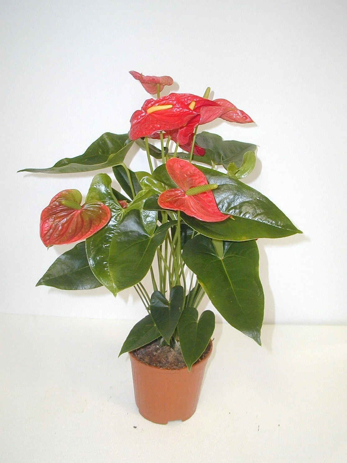 Anthurium in vaso Ø 17 cm in offerta da Il Gigante
