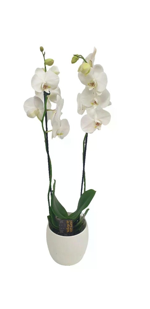 Orchidea Phalaenopsis 2 rami in offerta da Iper La grande i
