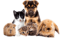 Categoria - Animali domestici