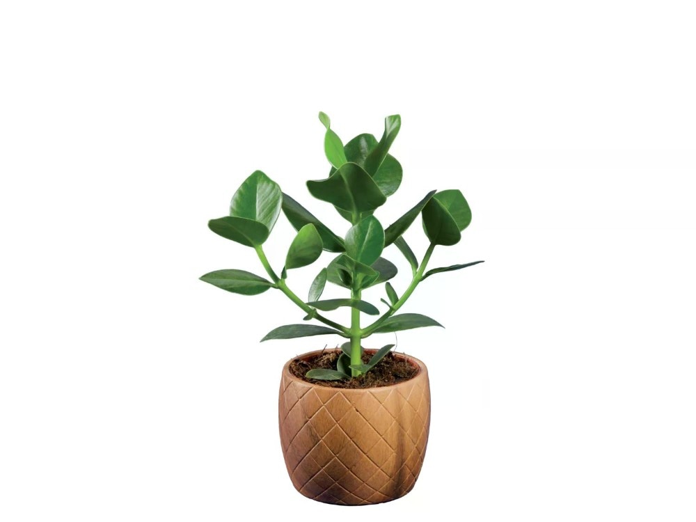 Piante verdi Vaso di legno Ø 12 cm, Altezza 20-40 cm in offerta da Lidl