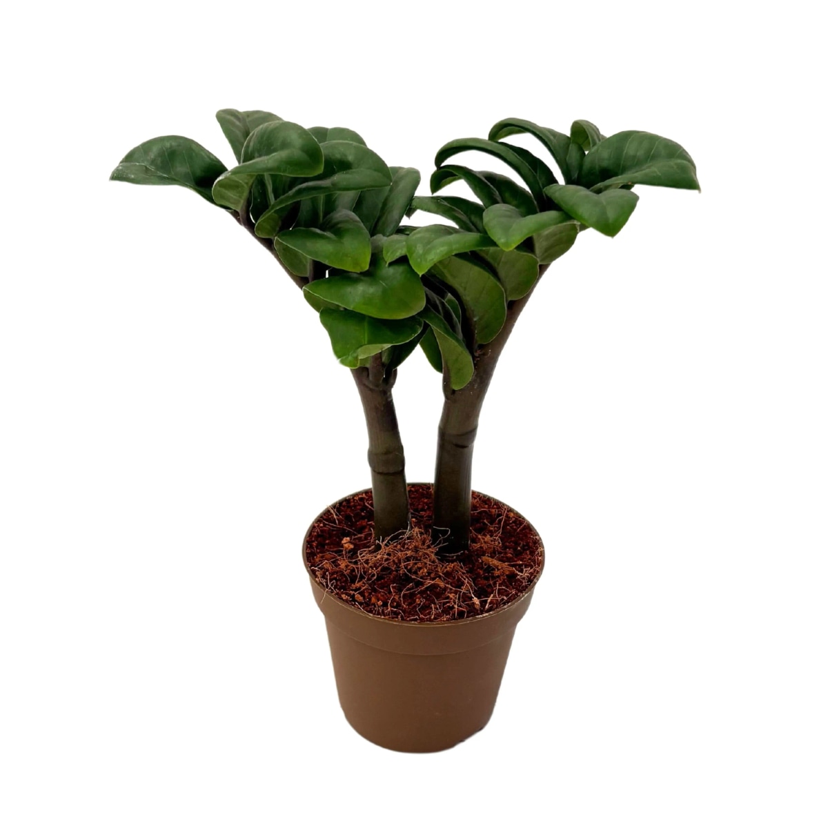 Zamioculcas vaso diametro 19 cm in offerta da Coop