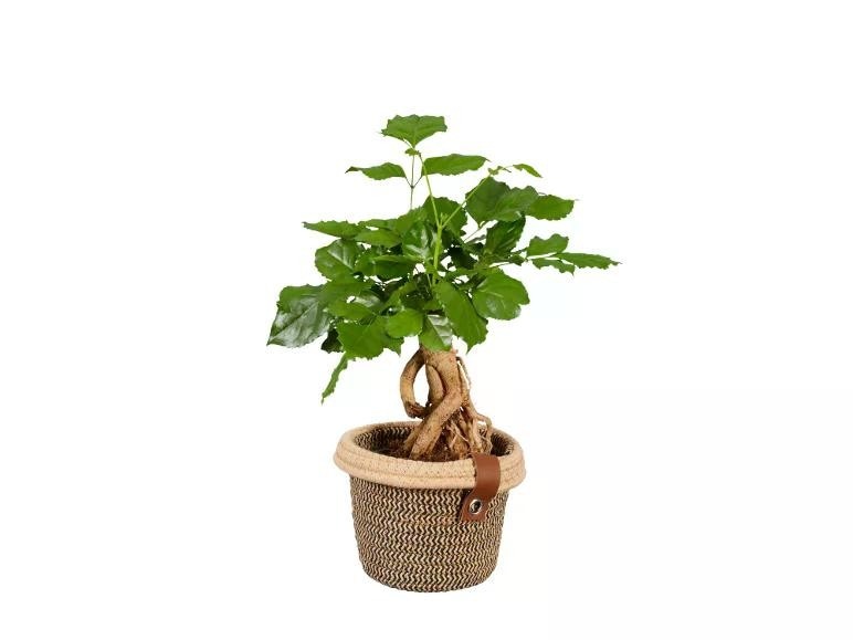 Piante verdi Vaso Ø 12 cm, Altezza 27-47 cm Noah De Luxe in offerta da Lidl