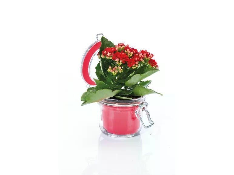 Kalanchoe Vaso di vetro Ø 6 cm, Altezza 14-18 cm in offerta da Lidl