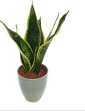Sanseveria Ø 13 cm in offerta da Bennet