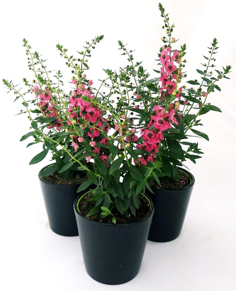 Angelonia Vaso Ø 10,5 cm in offerta da Dpiù