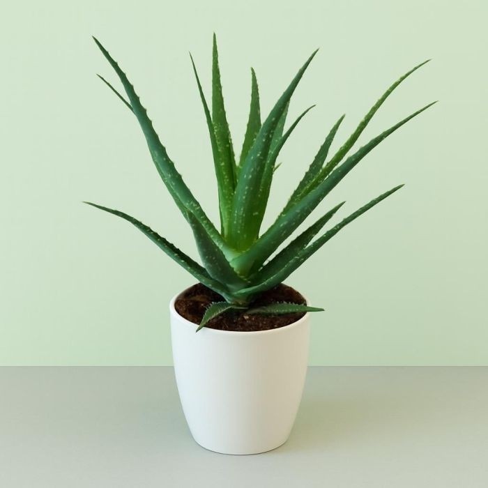 Aloe Vera Ø cm 12 in offerta da Bennet