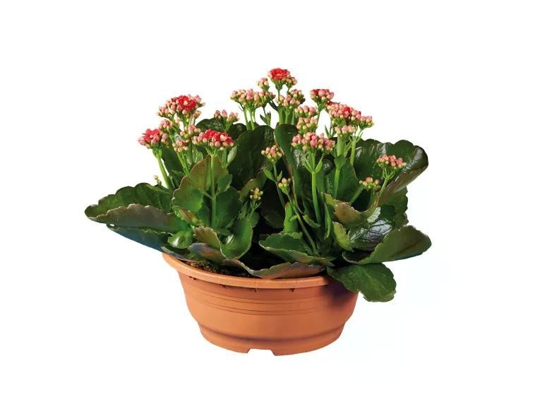 Kalanchoe Vaso Ø 19 cm, Altezza 24-31 cm in offerta da Lidl
