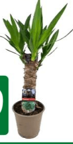 Yucca Vaso Ø 12 cm in offerta da Dpiù