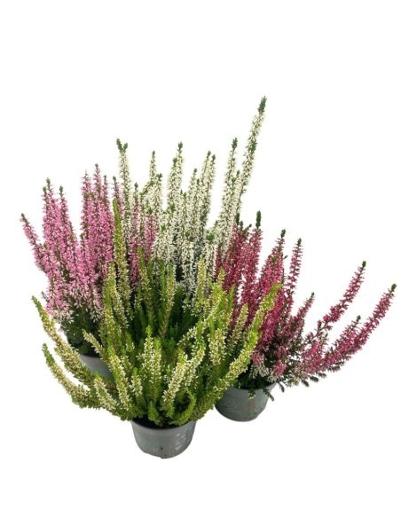 Calluna in vaso Ø 11 cm in offerta da Iper La grande i