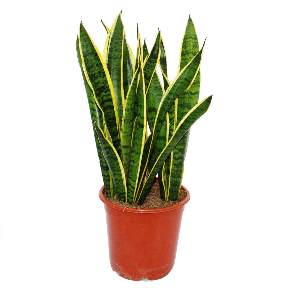 Sansevieria vaso diametro 19 cm in offerta da Coop