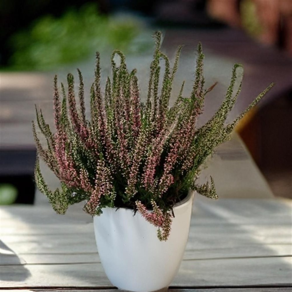 Calluna mix Ø cm 14 in offerta da Bennet