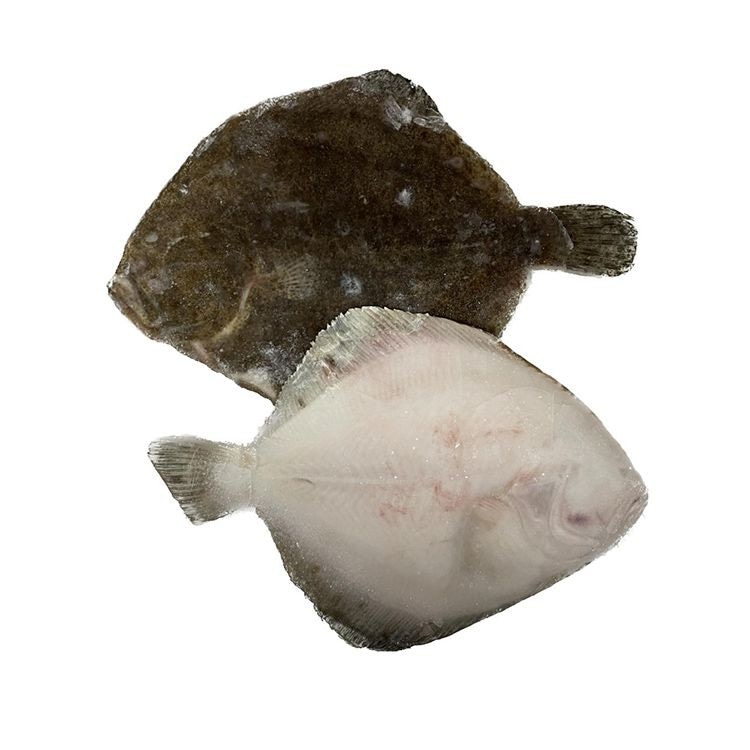 Rombo chiodato al kg Neptune in offerta da Bennet