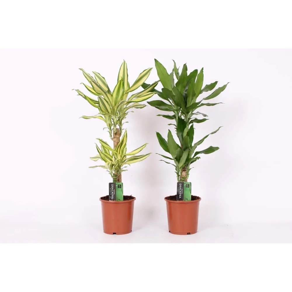 Dracaena Mix Vaso Ø 17 cm, Altezza 50-70 cm in offerta da Lidl