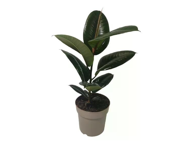 Piante verdi Vaso Ø 17 cm, Altezza 65-80 cm in offerta da Lidl