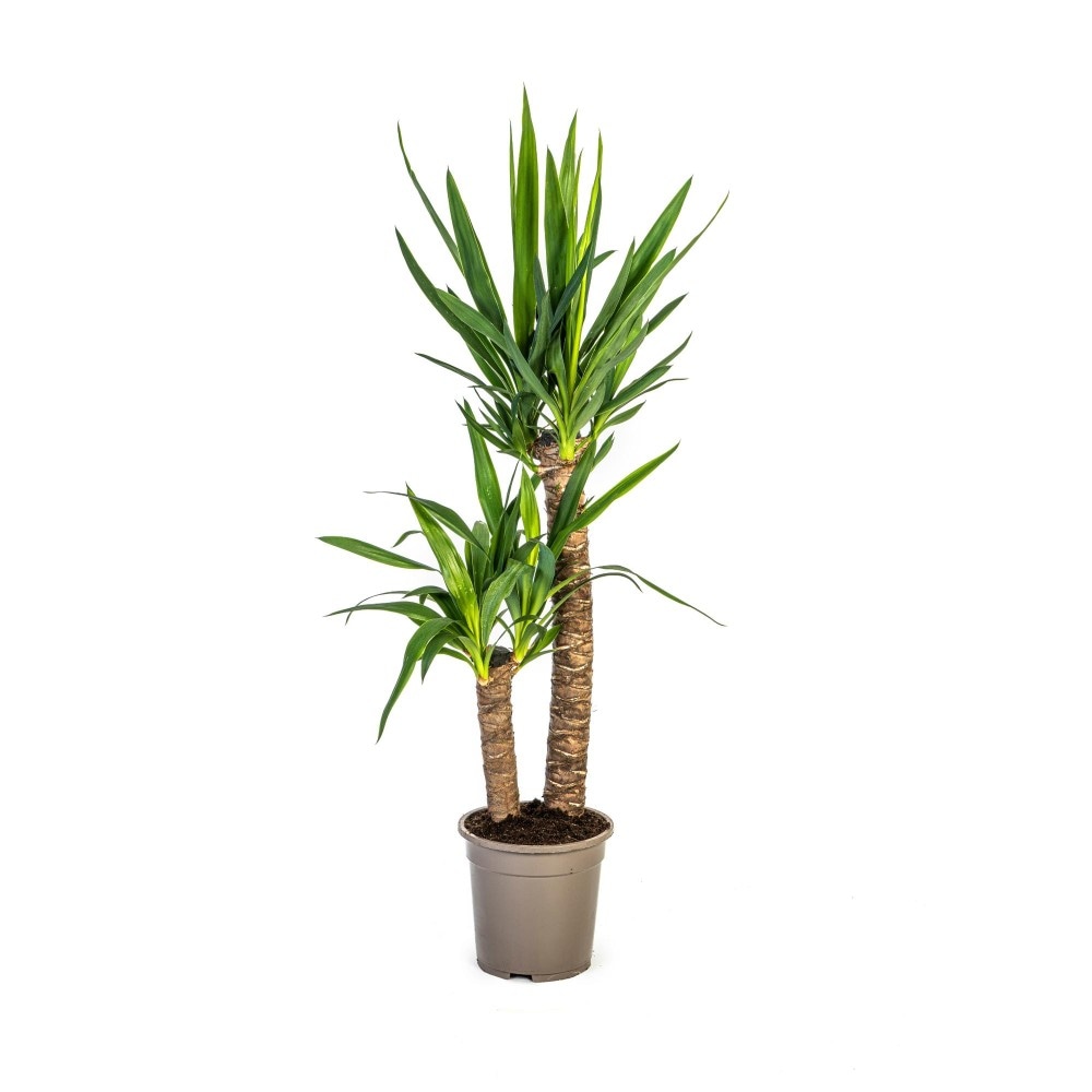 Yucca Vaso Ø 19 cm, Altezza 110 cm - Offerta nel negozio Lidl