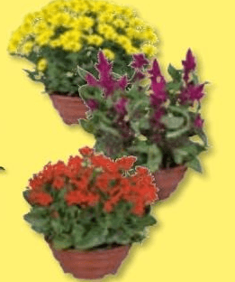 Piante fiorite Vaso Ø 23 cm, Altezza 25-33 cm in offerta da Lidl