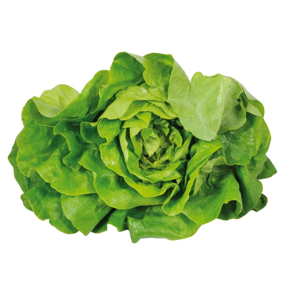 Lattuga Gentile o Trocadero 250 g in offerta da Iper La grande i