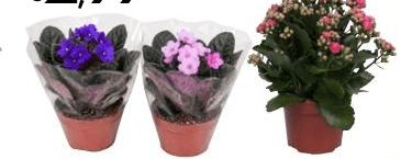 Saintpaulia o Kalanchoe Ø cm 12 in offerta da Bennet