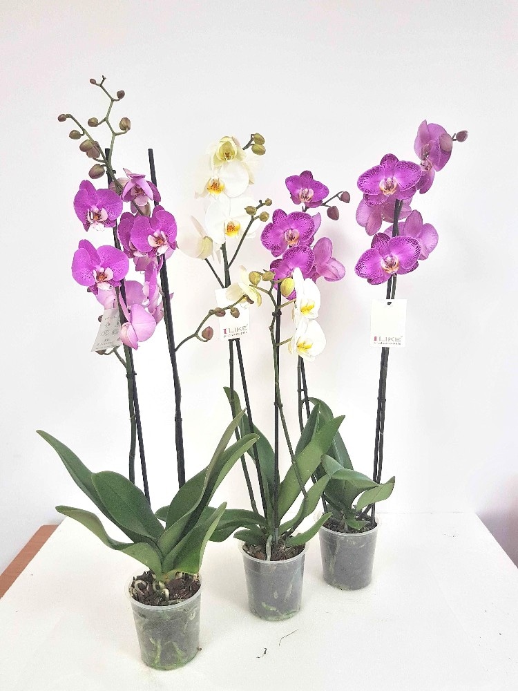 Phalenopsis 2 rami vaso Ø cm 12 in offerta da Bennet
