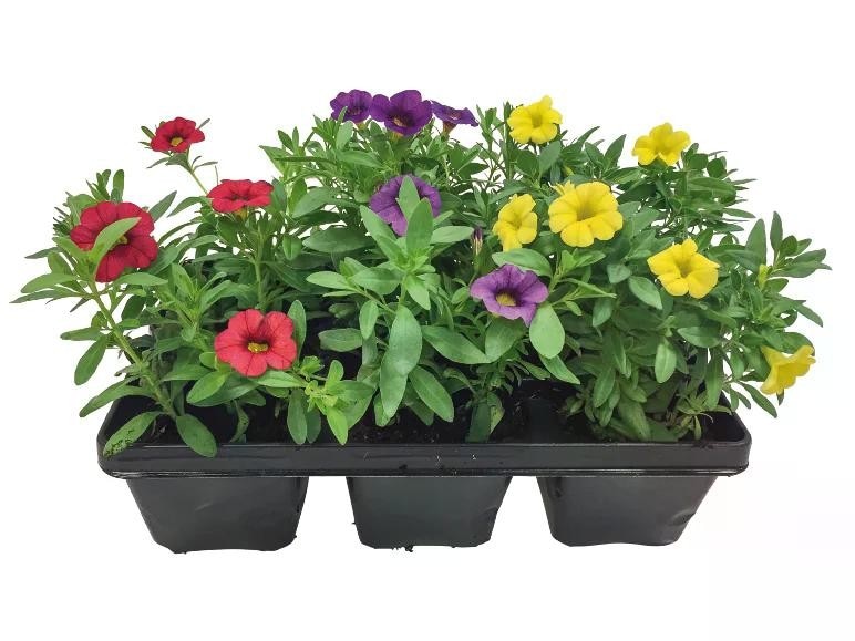 Piante fiorite Vaso Ø 10 cm, Altezza 15 cm - Offerta nel negozio Lidl