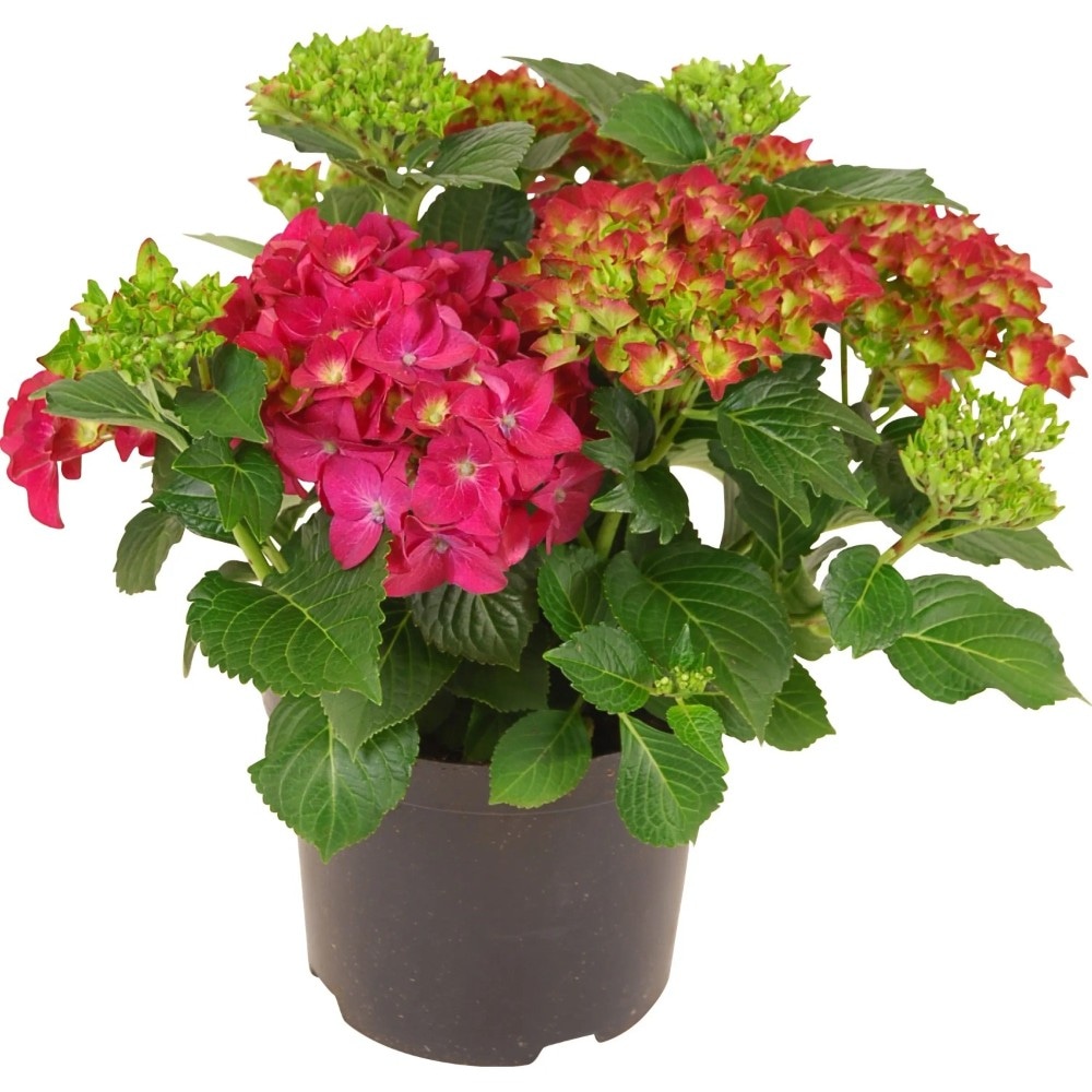 Ortensie Vaso Ø 23 cm, Altezza 40-50 cm in offerta da Lidl