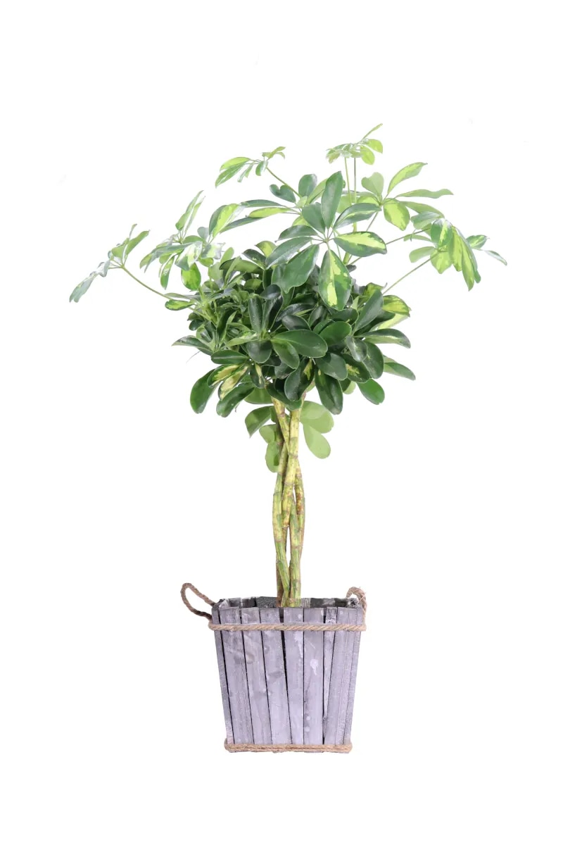 Schefflera intrecciata vaso Ø cm 17 in offerta da Bennet