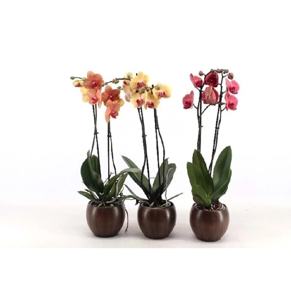 Orchidea phalaenopsis 2 pezzi in offerta da Il Gigante