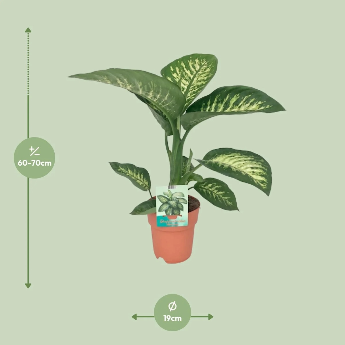 Dieffenbachia vaso diametro 19 cm in offerta da Coop