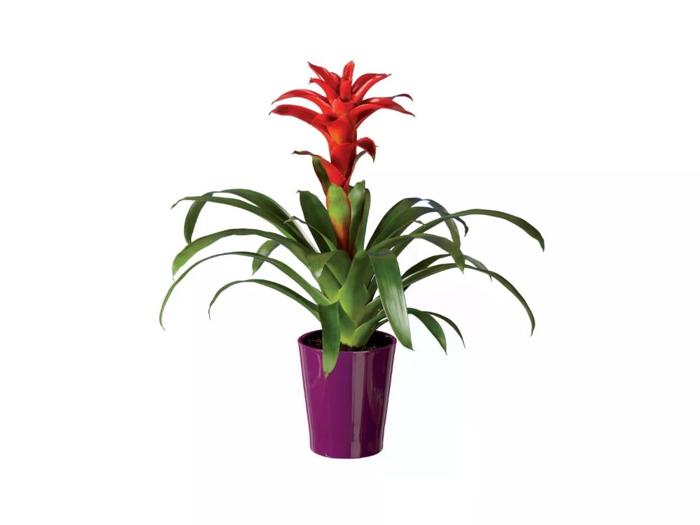 Vriesea o Guzmania Vaso in ceramica Ø 12 cm, Altezza 40 cm in offerta da Lidl