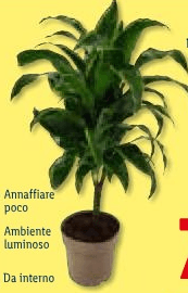 Piante verdi mix Vaso Ø 17 cm, Altezza 50-70 cm in offerta da Lidl