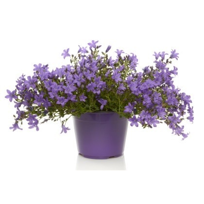 Campanula Vaso Ø 14 cm, Altezza 22-28 cm - Offerta nel negozio Lidl