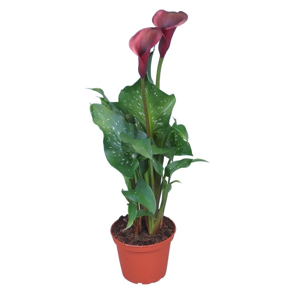 Calla Vaso Ø 12 cm, Altezza 39-45 cm - Offerta nel negozio Lidl
