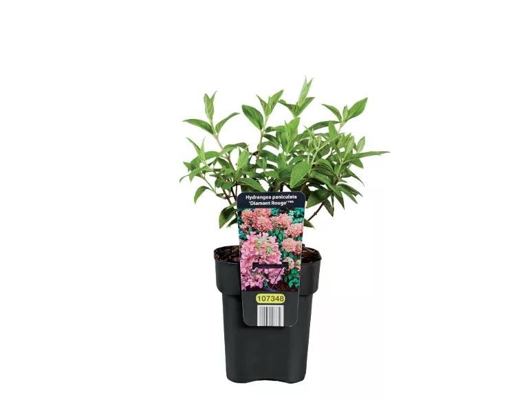 Ortensie Vaso 11x11 cm, base 9x9 cm, Altezza 36-44 cm in offerta da Lidl