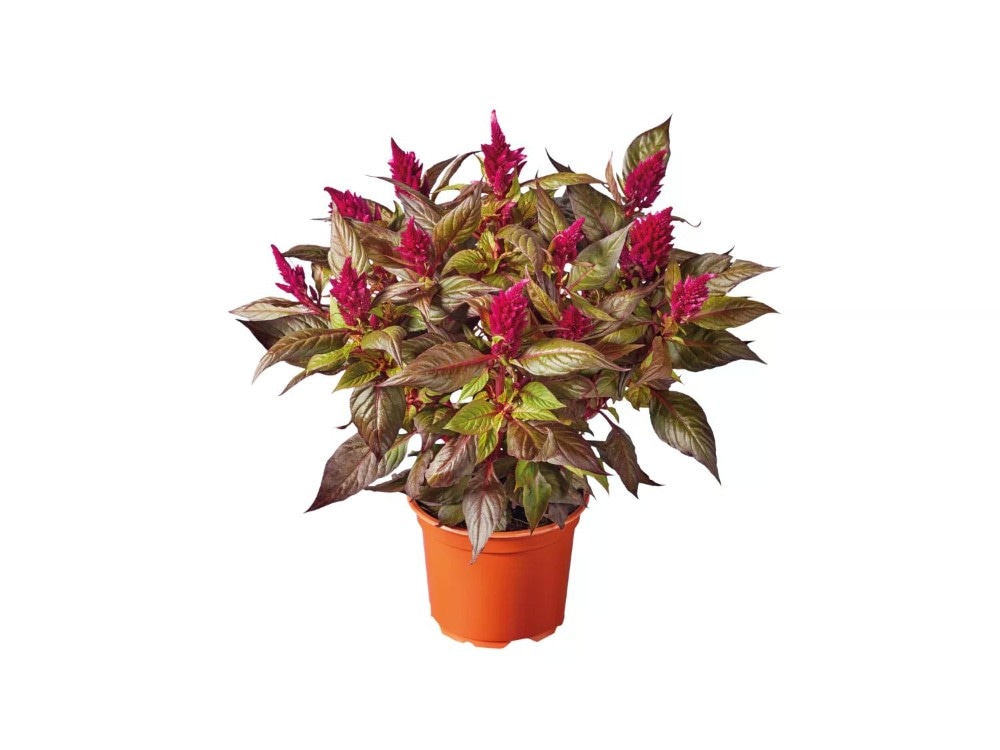 Celosia Vaso Ø 12 cm, Altezza 25-35 cm - Offerta nel negozio Lidl