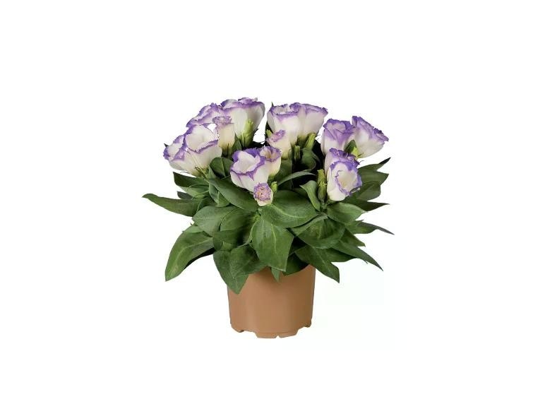 Eustoma Vaso Ø 10,5 cm, Altezza 22-28 cm in offerta da Lidl