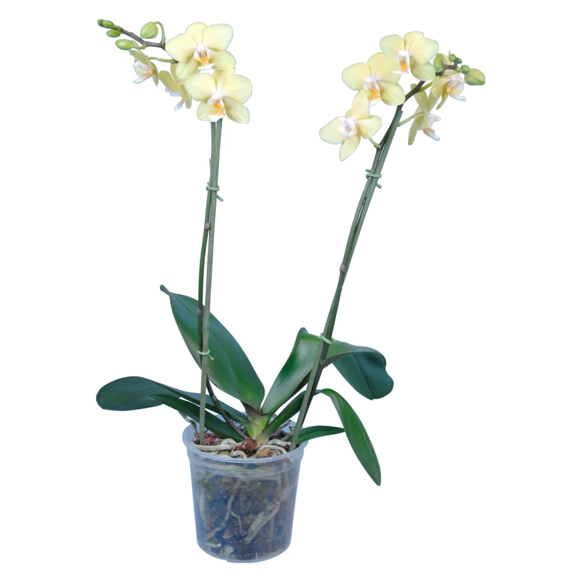 Phalenopsis 2 Rami Ø cm 12 in offerta da Bennet
