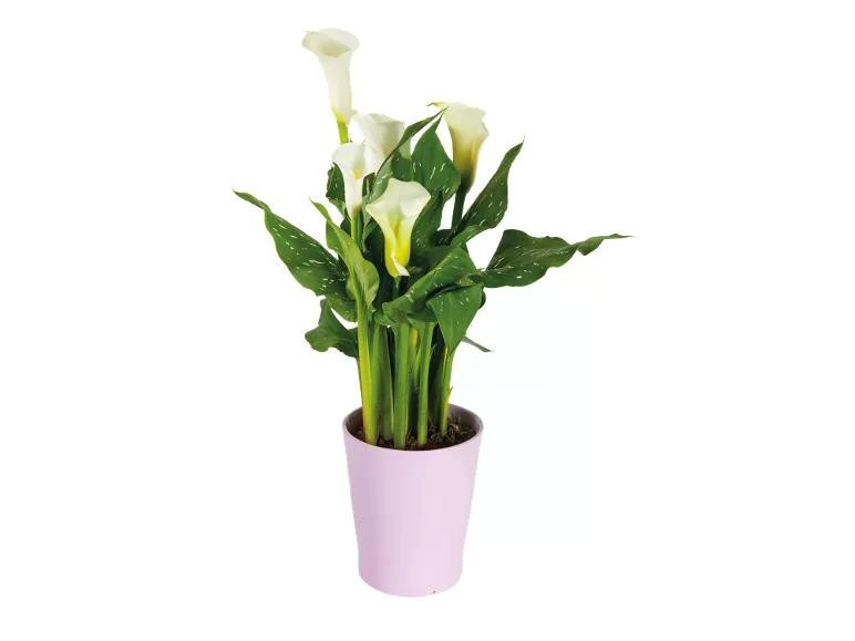 Calla Vaso in ceramica Ø 12 cm, Altezza 40-50 cm in offerta da Lidl