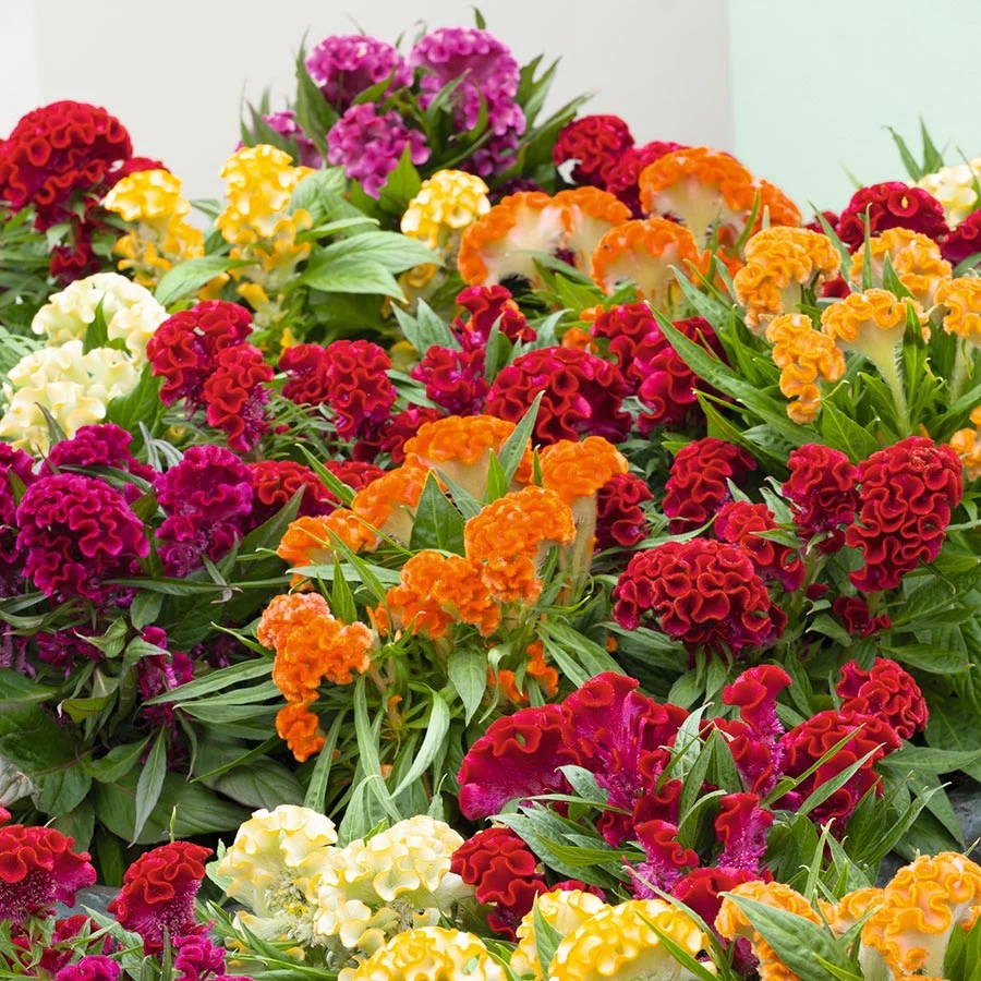 Celosia Twist vaso ø 12 cm in offerta da Penny