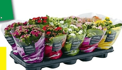 Kalanchoe Calandiva Vaso 11 cm in offerta da Carrefour