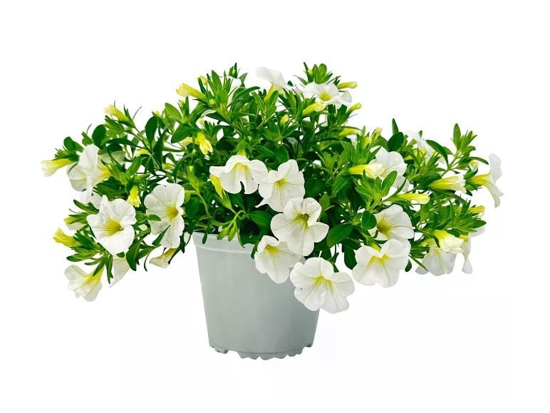 Calibrachoa Vaso Ø 12 cm, Altezza 18 cm - Offerta nel negozio Lidl