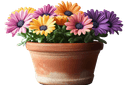 Categoria - Piante e fiori