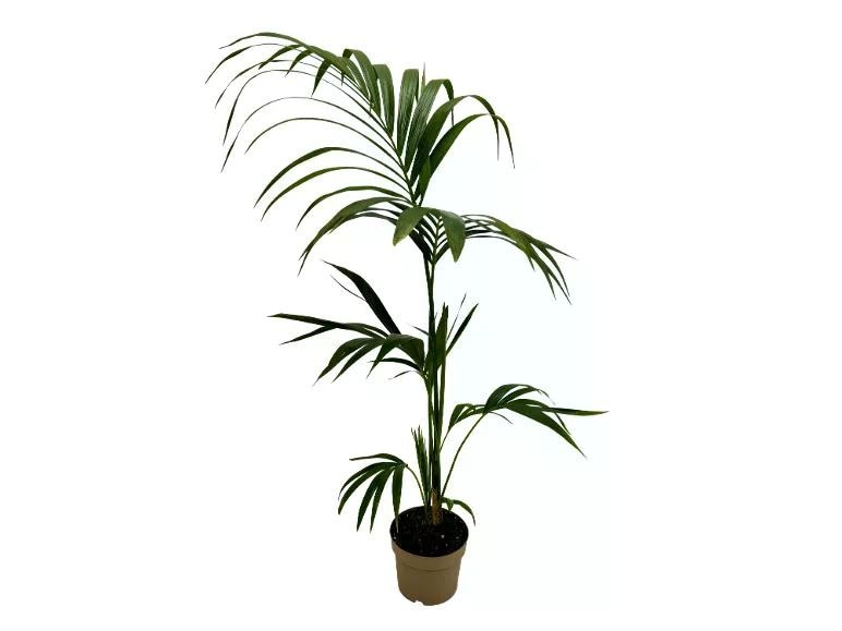 Kentia Vaso Ø 21 cm, Altezza 100-120 cm in offerta da Lidl