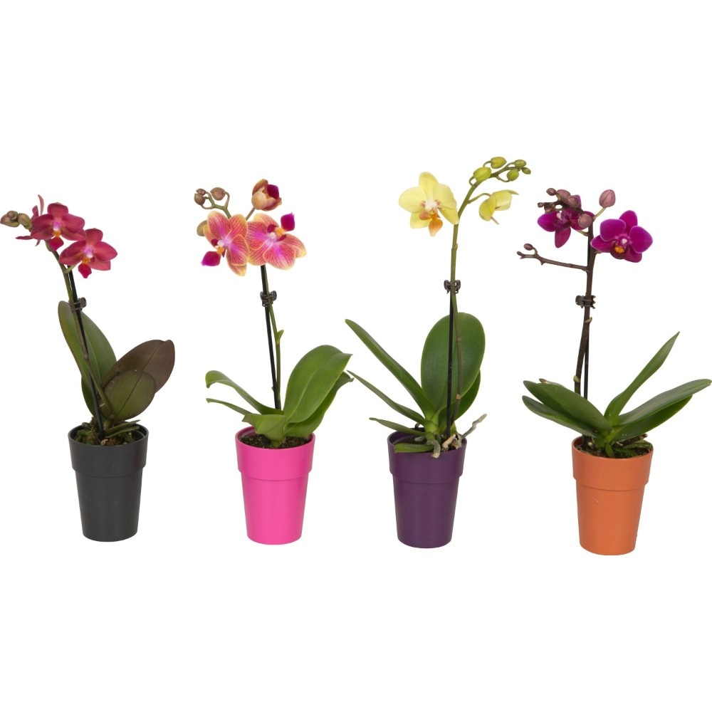 Mini phalaenopsis Vaso Ø 6 cm, Altezza 19-25 cm in offerta da Lidl