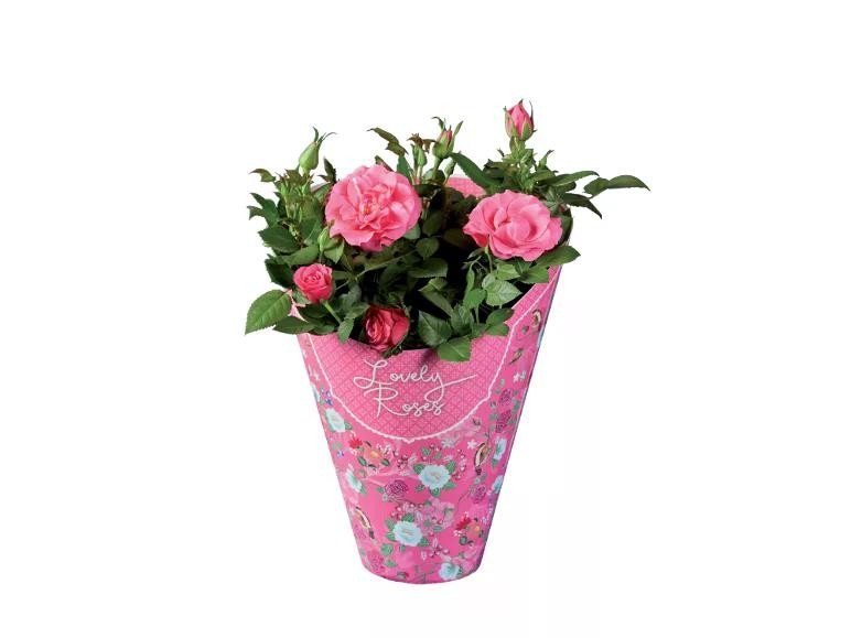 Rose "Lovely Roses" Vaso Ø 12 cm, Altezza 30-34 cm in offerta da Lidl