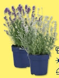 Lavanda angustifolia Vaso Ø 12 cm, Altezza 29-35 cm - Offerta nel negozio Lidl