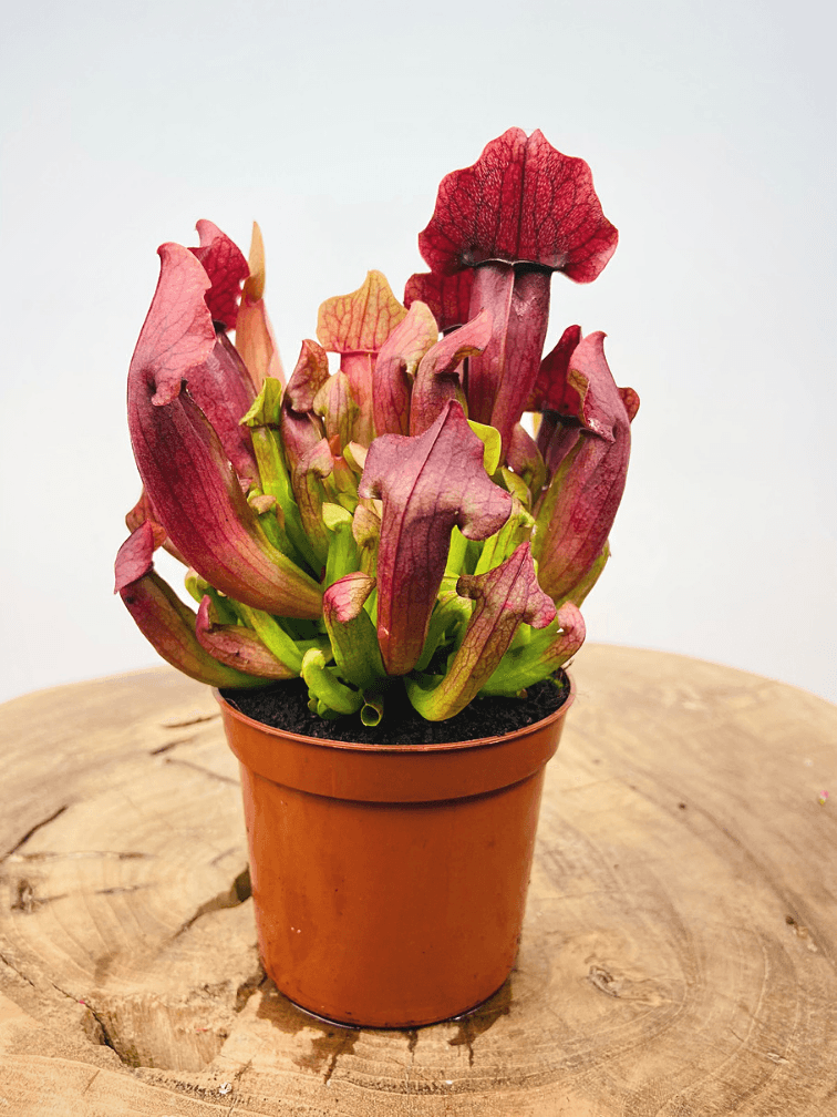 Piante Carnivore Vaso Ø 5,5 cm, Altezza 4-12 cm in offerta da Lidl