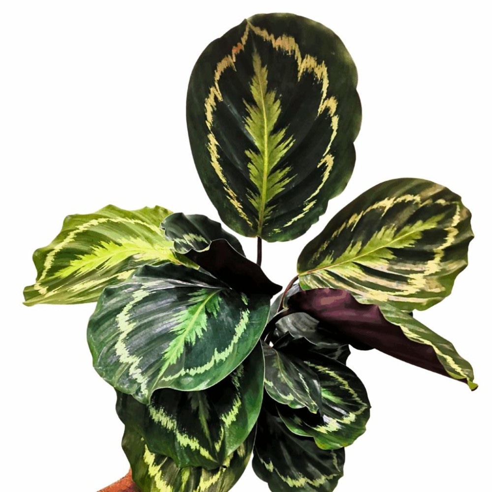 Calathea Vaso Ø 12 cm, Altezza 22-45 cm in offerta da Lidl