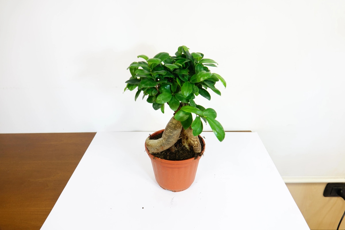 Ficus ginseng con coprivaso Ø 15 cm in offerta da Iper La grande i